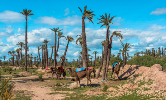 La Palmeraie de Marrakech : Son Histoire, son Quartier et les Nouvelles Constructions 🌴🏡